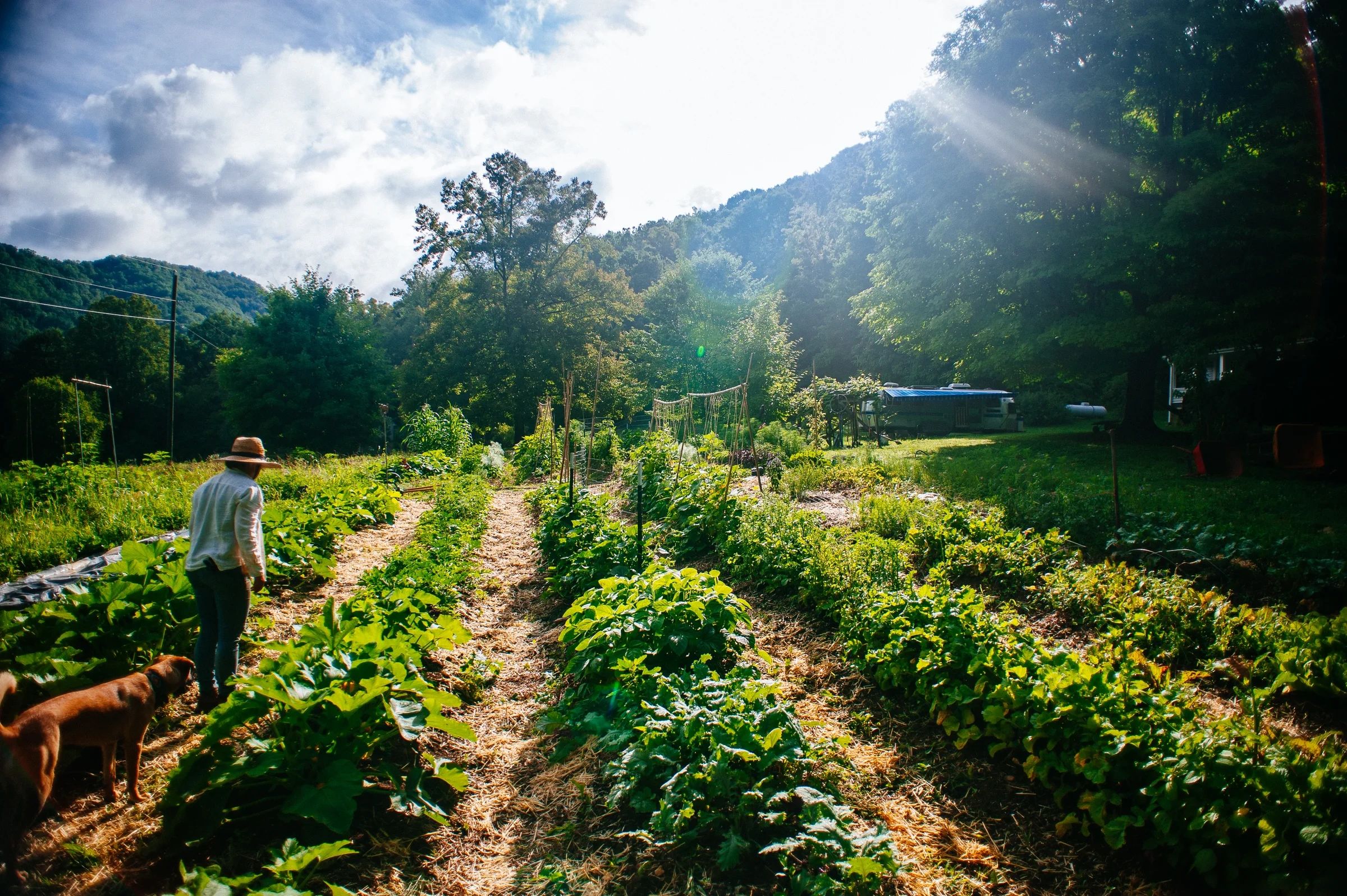 The farm